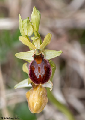 Ophrys sphegodes