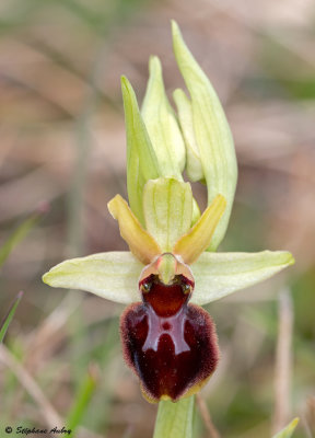 Ophrys sphegodes