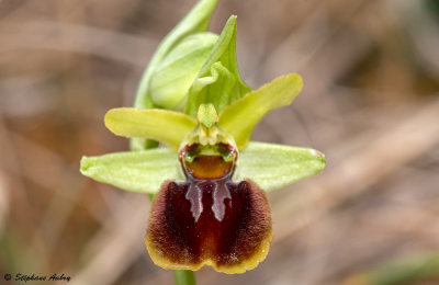 Ophrys sphegodes