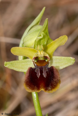 Ophrys sphegodes