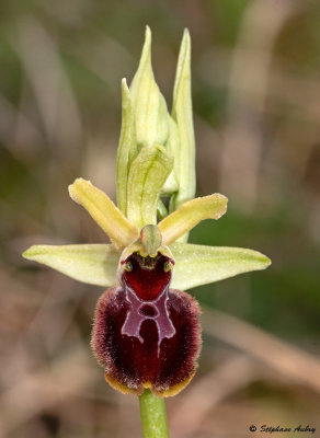 Ophrys sphegodes