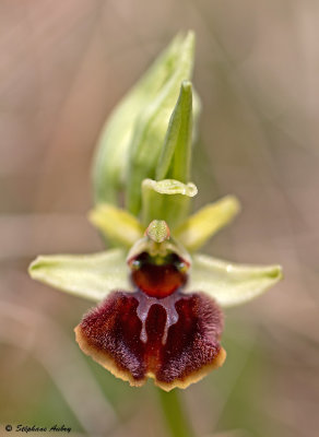 Ophrys sphegodes