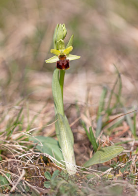 Ophrys sphegodes