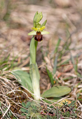 Ophrys sphegodes