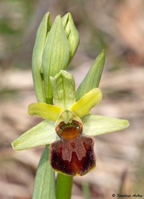 Ophrys sphegodes