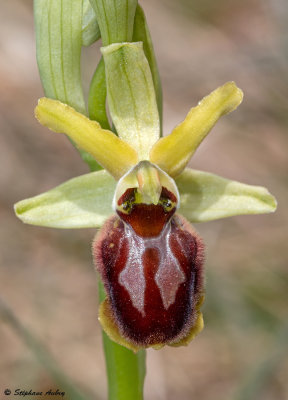 Ophrys sphegodes