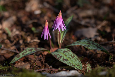 Erythronium dens-canis