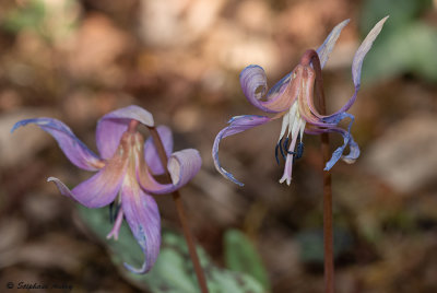 Erythronium dens-canis