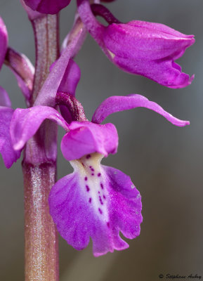 Androrchis mascula