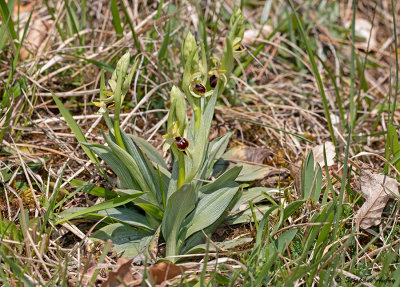 Ophrys araneola