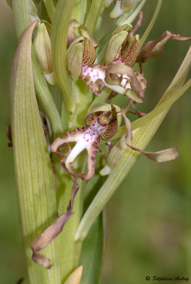 Himantoglossum hircinum