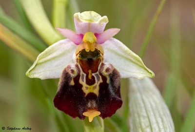 Ophrys fuciflora