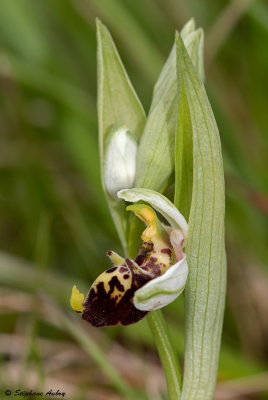 Ophrys fuciflora