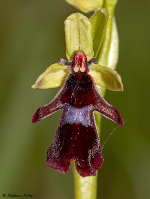 Ophrys insectifera