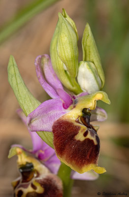 Ophrys fuciflora