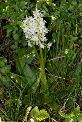 Androrchis mascula