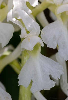Androrchis mascula
