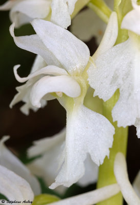 Androrchis mascula
