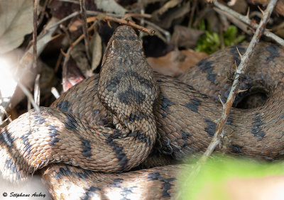 Vipre aspic, Vipera aspis aspis