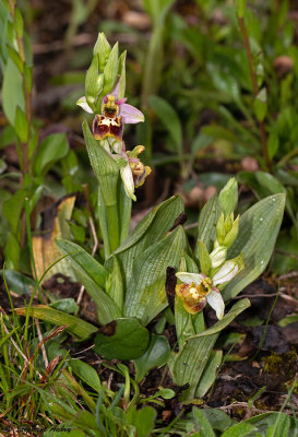 Ophrys fuciflora