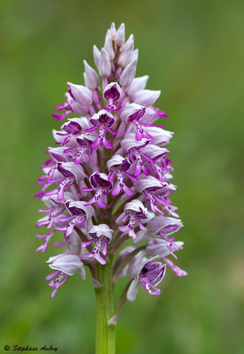 Orchis militaris