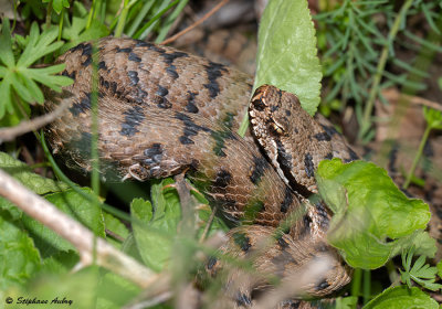 Vipre aspic, Vipera aspis aspis