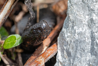 Vipre aspic, Vipera aspis atra