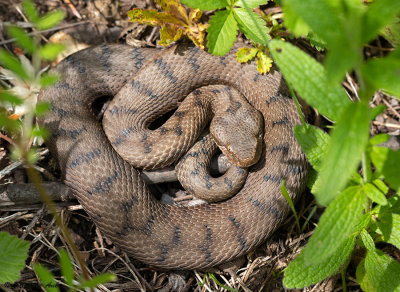 Vipère aspic, Vipera aspis aspis