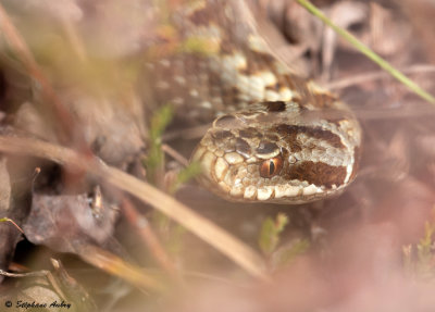 Vipre pliade, Vipera berus berus