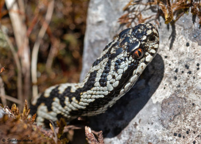 Vipre pliade, Vipera berus berus