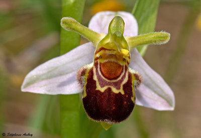 Ophrys apifera var. aurita