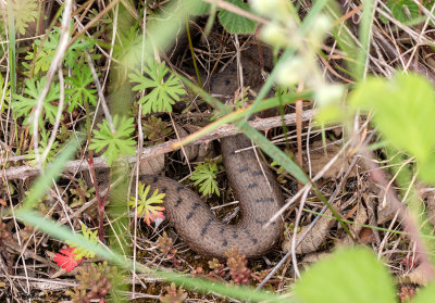 Vipre aspic, Vipera aspis aspis