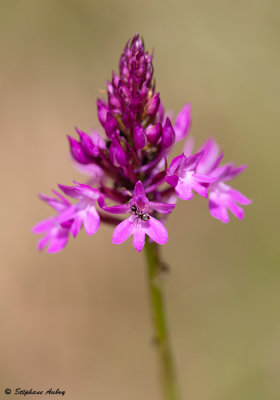 Anacamptis pyramidalis subsp. pyramidalis