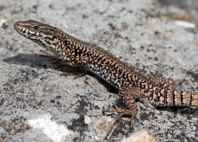 Lzard des murailles, Podarcis muralis brongniardii