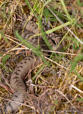 Vipre aspic, Vipera aspis aspis