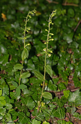 Epipactis rhodanensis