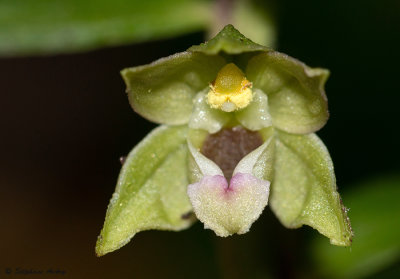 Epipactis rhodanensis