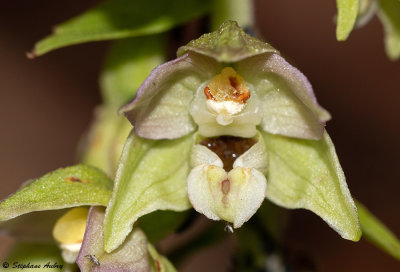 Epipactis distans