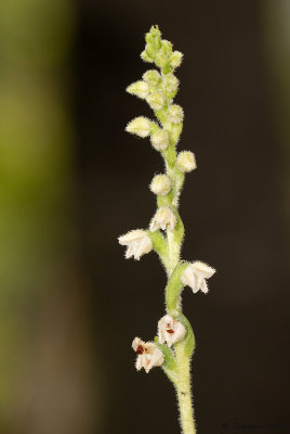 Goodyera repens