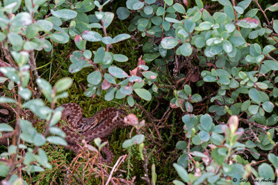 Vipre pliade, Vipera berus berus