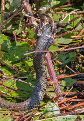 Couleuvre  collier, Natrix helvetica