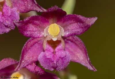 Epipactis atrorubens