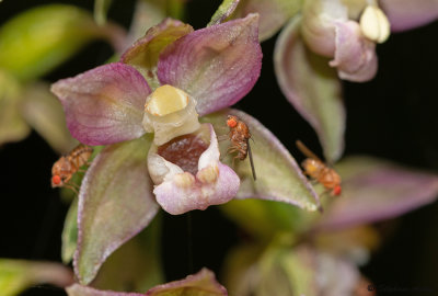 Epipactis helleborine