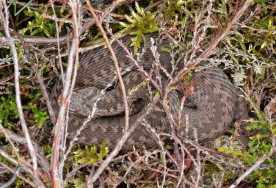 Vipre pliade, Vipera berus berus