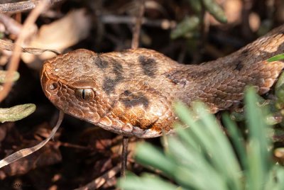 Vipre aspic, Vipera aspis aspis