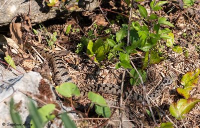 Vipre aspic, Vipera aspis aspis