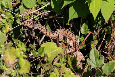 Vipère aspic, Vipera aspis aspis