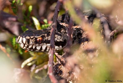 Vipre pliade, Vipera berus berus