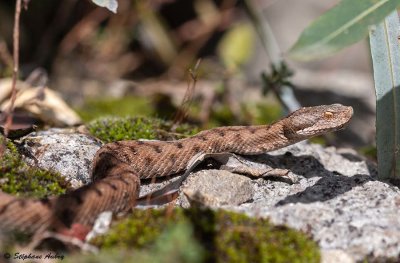 Vipre aspic, Vipera aspis aspis