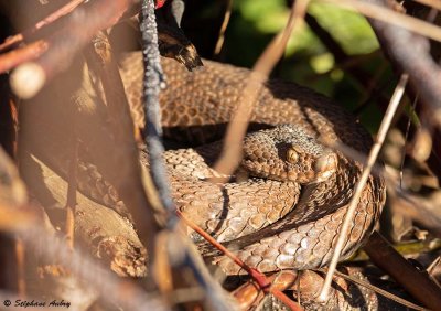 Vipre aspic, Vipera aspis aspis